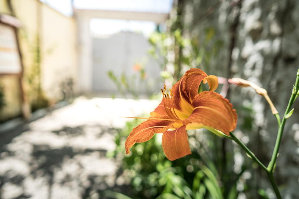 Eco Garten Guest House Szkodra Zewnętrze zdjęcie
