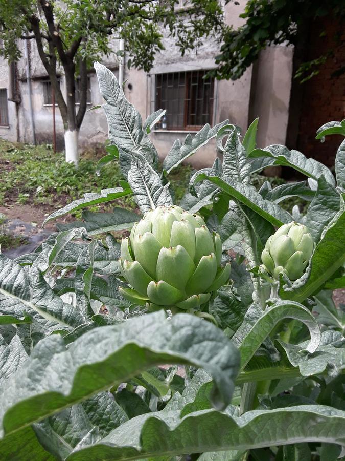 Eco Garten Guest House Szkodra Zewnętrze zdjęcie
